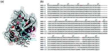 Graphical abstract: Charging nanoparticles: increased binding of Gd@C82(OH)22 derivatives to human MMP-9