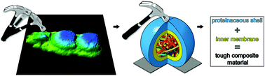 Graphical abstract: Membrane-containing virus particles exhibit the mechanics of a composite material for genome protection