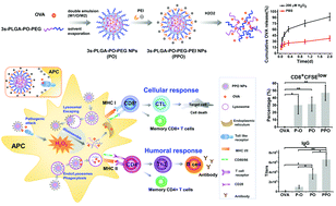 Graphical abstract: Improved vaccine-induced immune responses via a ROS-triggered nanoparticle-based antigen delivery system