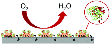 Graphical abstract: Highly efficient direct oxygen electro-reduction by partially unfolded laccases immobilized on waste-derived magnetically separable nanoparticles