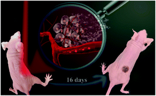 Graphical abstract: Multi-layered tumor-targeting photothermal-doxorubicin releasing nanotubes eradicate tumors in vivo with negligible systemic toxicity