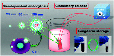 Graphical abstract: Size-dependent endocytosis and a dynamic-release model of nanoparticles
