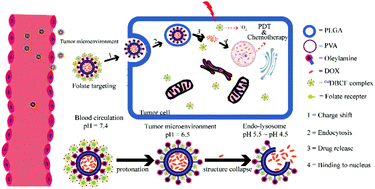 Graphical abstract: Charge-switchable nanocapsules with multistage pH-responsive behaviours for enhanced tumour-targeted chemo/photodynamic therapy guided by NIR/MR imaging