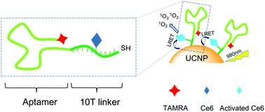 Graphical abstract: Aptamer-based multifunctional ligand-modified UCNPs for targeted PDT and bioimaging