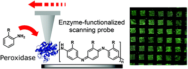 Graphical abstract: Parallelized biocatalytic scanning probe lithography for the additive fabrication of conjugated polymer structures