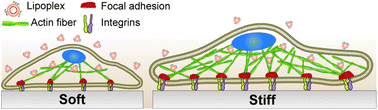 Graphical abstract: Deciphering the role of substrate stiffness in enhancing the internalization efficiency of plasmid DNA in stem cells using lipid-based nanocarriers