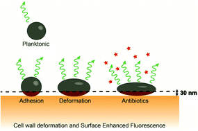 Graphical abstract: Surface enhanced fluorescence and nanoscopic cell wall deformation in adhering Staphylococcus aureus upon exposure to cell wall active and non-active antibiotics