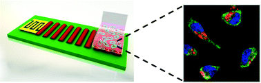 Graphical abstract: Acoustically-mediated intracellular delivery