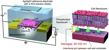 Graphical abstract: Elucidation of interfacial pH behaviour at the cell/substrate nanogap for in situ monitoring of cellular respiration