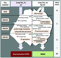 Graphical abstract: Mechanisms of (photo)toxicity of TiO2 nanomaterials (NM103, NM104, NM105): using high-throughput gene expression in Enchytraeus crypticus