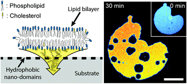 Graphical abstract: Substrate-led cholesterol extraction from supported lipid membranes