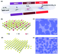 Graphical abstract: Direct growth of doping controlled monolayer WSe2 by selenium-phosphorus substitution