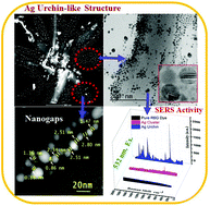 Graphical abstract: Visible light-induced Ag nanoparticle deposited urchin-like structures for enhanced SERS application