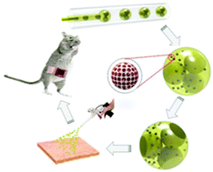 Graphical abstract: Hierarchically porous composite microparticles from microfluidics for controllable drug delivery