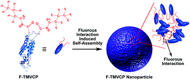 Graphical abstract: Fluorous interaction induced self-assembly of tobacco mosaic virus coat protein for cisplatin delivery