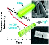 Graphical abstract: Mercury ion–DNA specificity triggers a distinctive photoluminescence depression in organic semiconductor probes guided with a thymine-rich oligonucleotide sequence