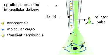 Graphical abstract: A needle-like optofluidic probe enables targeted intracellular delivery by confining light-nanoparticle interaction on single cell