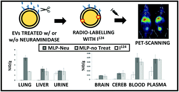 Graphical abstract: Modification of the glycosylation of extracellular vesicles alters their biodistribution in mice