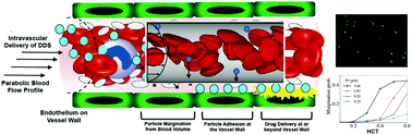 Graphical abstract: Influence of particle size and shape on their margination and wall-adhesion: implications in drug delivery vehicle design across nano-to-micro scale