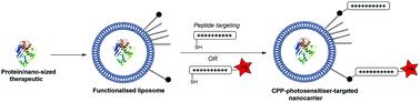 Graphical abstract: Codelivery of a cytotoxin and photosensitiser via a liposomal nanocarrier: a novel strategy for light-triggered cytosolic release