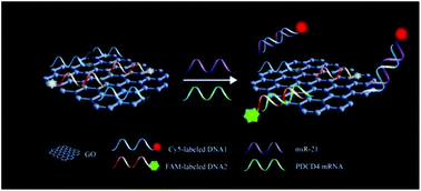 Graphical abstract: A graphene-based fluorescent nanoprobe for simultaneous monitoring of miRNA and mRNA in living cells