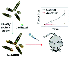 Graphical abstract: Targeting myeloid regulators by paclitaxel-loaded enzymatically degradable nanocups