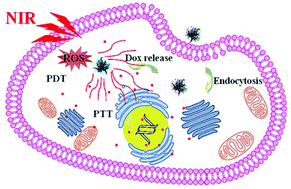 Graphical abstract: Hierarchical MoSe2 nanoflowers as novel nanocarriers for NIR-light-mediated synergistic photo-thermal/dynamic and chemo-therapy