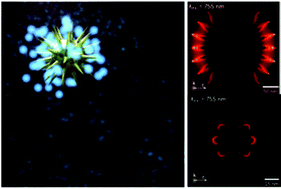 Graphical abstract: Fluorescence enhancement from single gold nanostars: towards ultra-bright emission in the first and second near-infrared biological windows