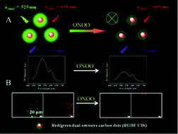 Graphical abstract: One-step synthesis of red/green dual-emissive carbon dots for ratiometric sensitive ONOO− probing and cell imaging