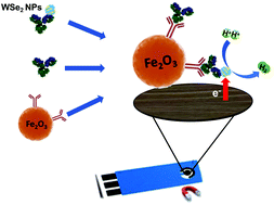 Graphical abstract: WSe2 nanoparticles with enhanced hydrogen evolution reaction prepared by bipolar electrochemistry: application in competitive magneto-immunoassay
