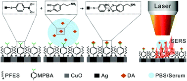 Graphical abstract: Conformational sensitivity of surface selection rules for quantitative Raman identification of small molecules in biofluids