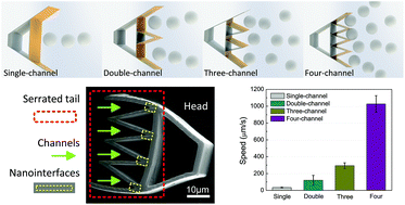 Graphical abstract: A fast and powerful swimming microrobot with a serrated tail enhanced propulsion interface