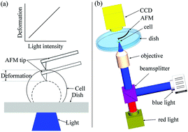 Graphical abstract: Development of a novel optogenetic indicator based on cellular deformations for mapping optogenetic activities