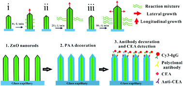 Graphical abstract: Enhanced immunofluorescence detection of a protein marker using a PAA modified ZnO nanorod array-based microfluidic device