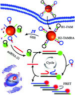 Graphical abstract: Bio-cleavable nanoprobes for target-triggered catalytic hairpin assembly amplification detection of microRNAs in live cancer cells
