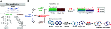 Graphical abstract: Controllable drug release from nano-layered hollow carrier by non-human enzyme