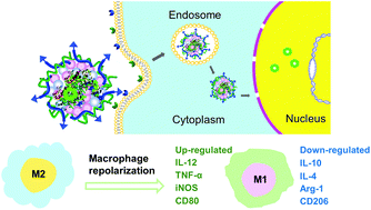 Graphical abstract: A multi-functional macrophage and tumor targeting gene delivery system for the regulation of macrophage polarity and reversal of cancer immunoresistance