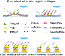 Graphical abstract: Polyelectrolyte multilayers of poly (l-lysine) and hyaluronic acid on nanostructured surfaces affect stem cell response