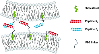 Graphical abstract: Distinct roles of SNARE-mimicking lipopeptides during initial steps of membrane fusion