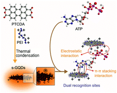 Graphical abstract: Mitochondria-targeting single-layered graphene quantum dots with dual recognition sites for ATP imaging in living cells