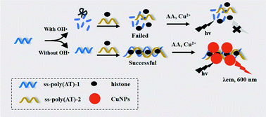 Graphical abstract: Fluorescence immunoassay based on the enzyme cleaving ss-DNA to regulate the synthesis of histone-ds-poly(AT) templated copper nanoparticles