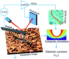 Graphical abstract: Dielectric constant of flagellin proteins measured by scanning dielectric microscopy