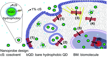 Graphical abstract: Intracellular targeted delivery of quantum dots with extraordinary performance enabled by a novel nanomaterial design