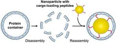 Graphical abstract: Peptide-directed encapsulation of inorganic nanoparticles into protein containers