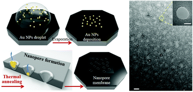 Graphical abstract: Scalable fabrication of nanopores in membranes via thermal annealing of Au nanoparticles