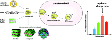 Graphical abstract: Tuning optimum transfection of gemini surfactant–phospholipid–DNA nanoparticles by validated theoretical modeling