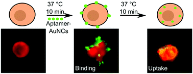 Graphical abstract: Specific binding and internalization: an investigation of fluorescent aptamer-gold nanoclusters and cells with fluorescence lifetime imaging microscopy