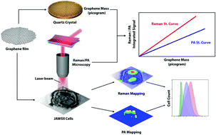 Graphical abstract: Quantification of cellular associated graphene and induced surface receptor responses