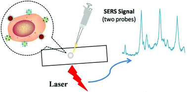 Graphical abstract: SERS-based dynamic monitoring of minimal residual disease markers with high sensitivity for clinical applications