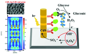 Graphical abstract: Multi-segmented CdS–Au nanorods for electrochemiluminescence bioanalysis
